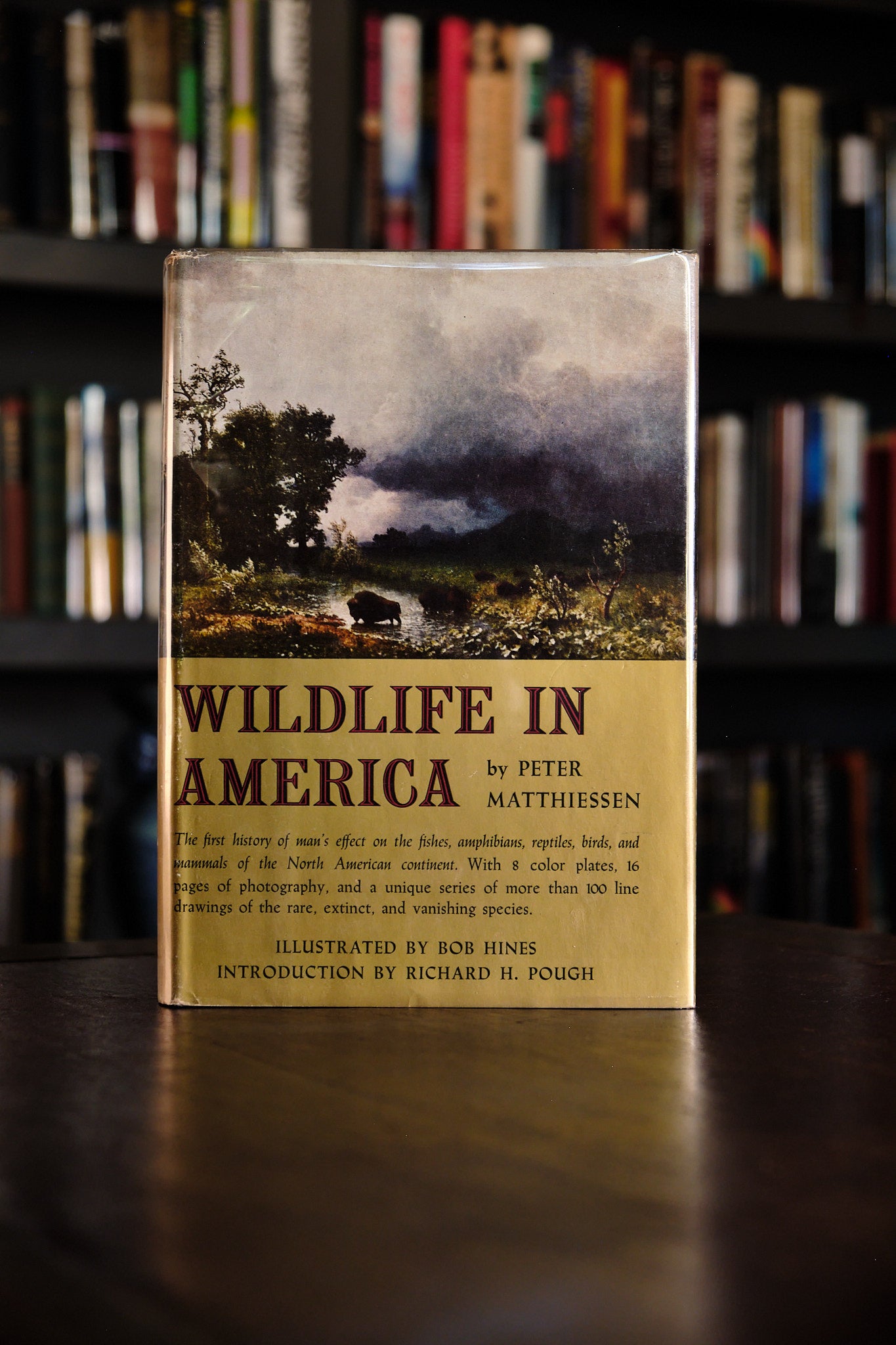 Wildlife In America